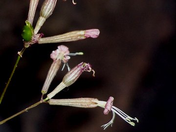 Silene italica subsp. sicula